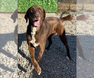 German Shorthaired Lab Dogs for adoption in Santa Cruz, CA, USA