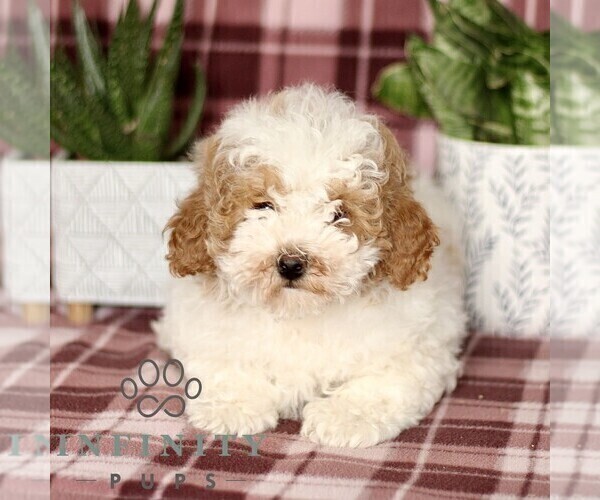 Medium Photo #1 Cavapoo Puppy For Sale in PARADISE, PA, USA