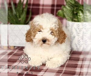 Cavapoo Puppy for sale in PARADISE, PA, USA