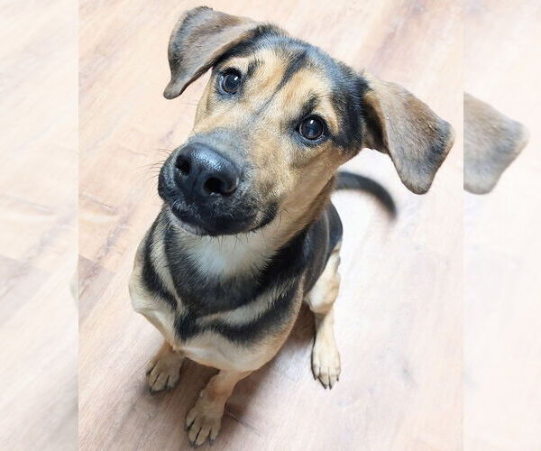 Medium Photo #1 Mutt Puppy For Sale in Boston, MA, USA