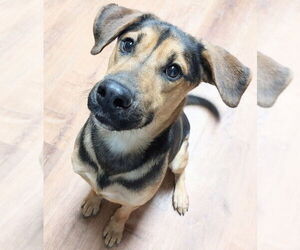 Mutt Dogs for adoption in Boston, MA, USA