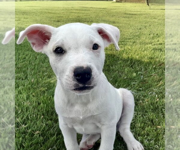 Medium Photo #1 Aussiedor Puppy For Sale in San Juan Capistrano, CA, USA