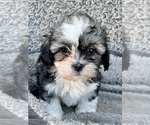Puppy Mookie Zuchon
