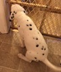 Small Photo #14 Dalmatian Puppy For Sale in ASHEBORO, NC, USA