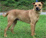 Small #1 Mutt