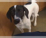 Small #6 Basset Hound Mix