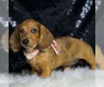 Small #3 Dachshund