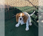 Small Photo #14 Cavalier King Charles Spaniel Puppy For Sale in GRAND SALINE, TX, USA