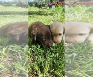 Labrador Retriever Puppy for sale in FLEMING ISLE, FL, USA