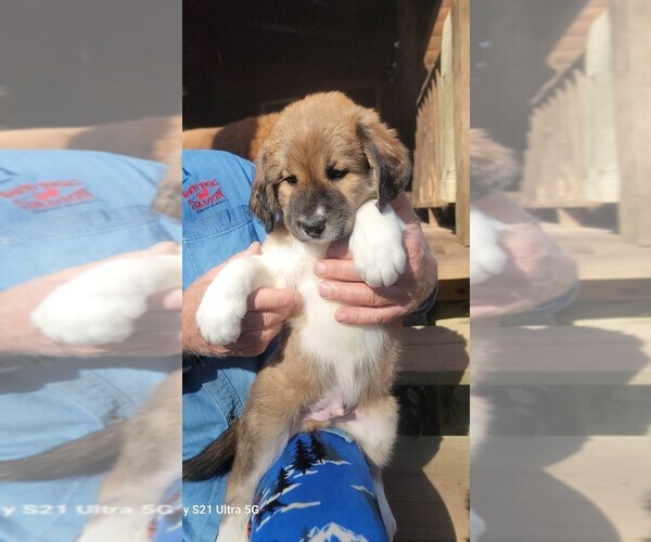 Medium Photo #3 Great Bernese-Poodle (Standard) Mix Puppy For Sale in JONESVILLE, VA, USA