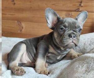 French Bulldog Puppy for sale in JACKSONVILLE, FL, USA