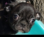 Small Photo #3 Buggs Puppy For Sale in OCONTO, WI, USA