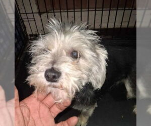Mutt Dogs for adoption in Grafton, WI, USA