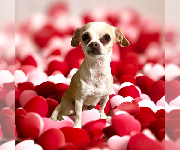 Medium Photo #1 Chihuahua Puppy For Sale in Vail, AZ, USA