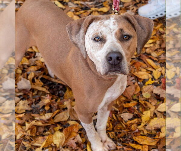 Medium Photo #5 Mutt Puppy For Sale in Canton, CT, USA