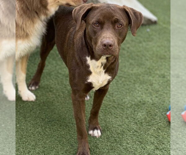 Medium Photo #6 Chocolate Labrador retriever-Unknown Mix Puppy For Sale in Canton, CT, USA