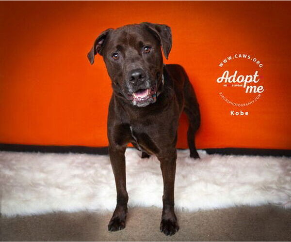 Medium Photo #21 Labrottie Puppy For Sale in Salt Lake City, UT, USA