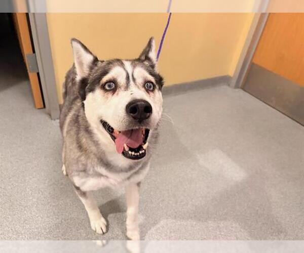 Medium Photo #1 Siberian Husky Puppy For Sale in Orange, CA, USA