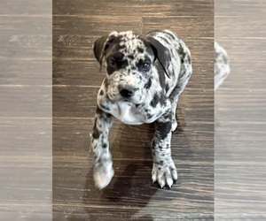 Great Dane Puppy for Sale in CLANTON, Alabama USA