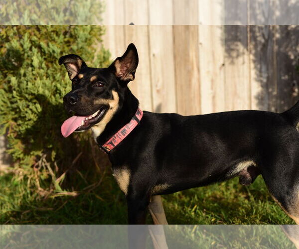 Medium Photo #2 Mutt Puppy For Sale in Katy, TX, USA