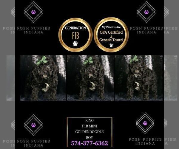 Medium Photo #3 Goldendoodle (Miniature) Puppy For Sale in WARSAW, IN, USA