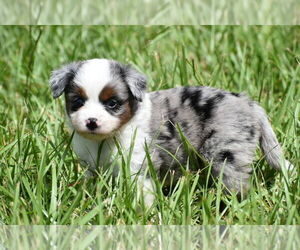 Miniature Australian Shepherd Puppy for sale in PALM COAST, FL, USA