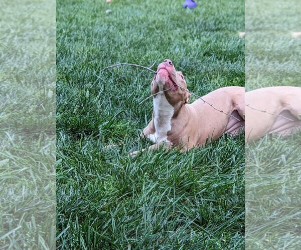 Medium Photo #24 American Staffordshire Terrier-Staffordshire Bull Terrier Mix Puppy For Sale in Holly Springs, NC, USA