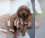Small #1 Goldendoodle (Miniature)