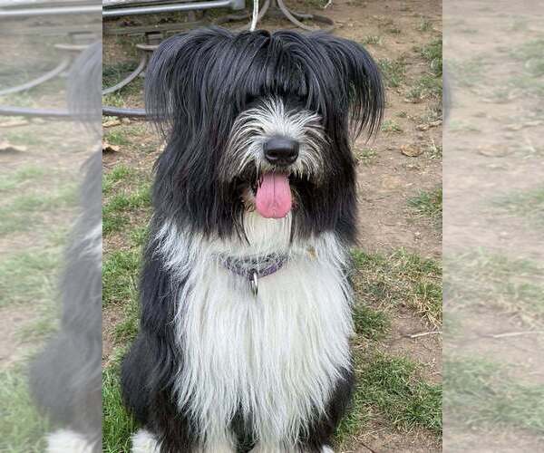 Medium Photo #2 Mutt Puppy For Sale in New York, NY, USA