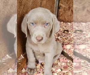 Labrador Retriever Puppy for sale in CONNELLYS SPRINGS, NC, USA