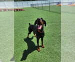 Small #21 Doberman Pinscher