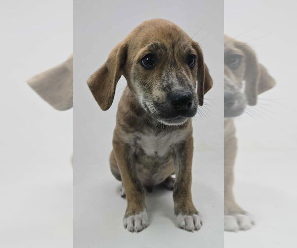 Medium Photo #2 Labrador Retriever-Plott Hound Mix Puppy For Sale in Brewster, NY, USA