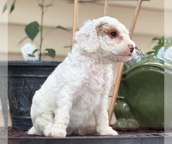 Medium Photo #6 Goldendoodle (Miniature) Puppy For Sale in SAINT MARYS, KS, USA