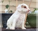 Small #5 Goldendoodle (Miniature)