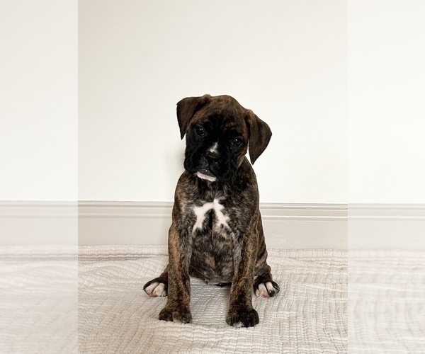 Medium Photo #3 Boxer Puppy For Sale in DENVER, PA, USA