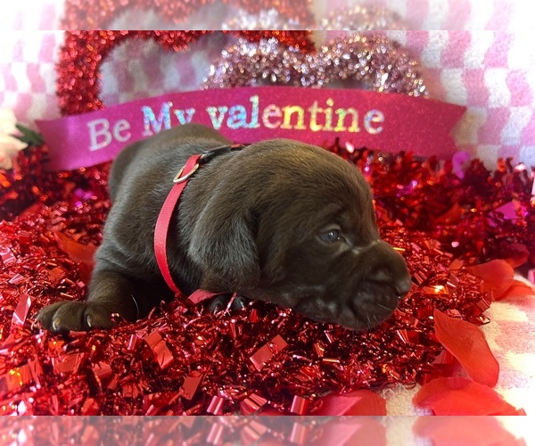 Medium Photo #1 Labrador Retriever Puppy For Sale in CLEVELAND, TN, USA