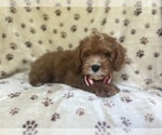 Small #5 Cavapoo