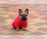Small #8 French Bulldog