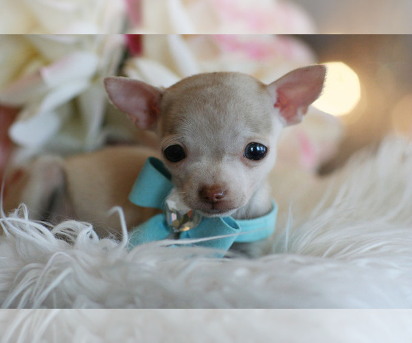 Medium Photo #8 Chihuahua Puppy For Sale in FORT LAUDERDALE, FL, USA