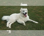 Small #6 Great Pyrenees