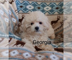Poodle (Toy) Puppy for sale in ADKINS, TX, USA