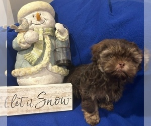 Shih Tzu Puppy for Sale in ALTO, Michigan USA