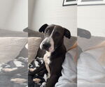 Small #2 Labrador Retriever Mix