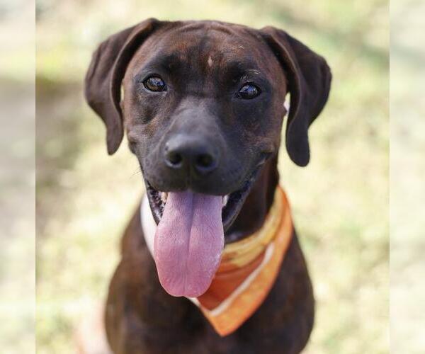 Medium Photo #1 Mutt Puppy For Sale in San Antonio, TX, USA