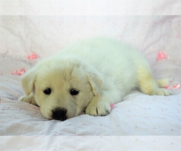 Medium Photo #10 Labrador Retriever-Samoyed Mix Puppy For Sale in SUGAR CITY, ID, USA