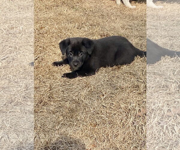 Medium Photo #4 Labrador Retriever-Unknown Mix Puppy For Sale in Hillsboro, MO, USA
