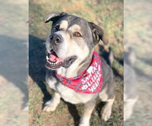 Logan - Male American Staffordshire Terrier-Siberian Husky Mix Dog for Adoption - Photo #5