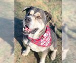 Small #4 American Staffordshire Terrier-Huskies  Mix