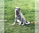 Small #1 Anatolian Shepherd