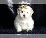Puppy 5 Maltipoo (Miniature)